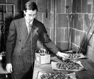 Geiger-Muller Counter in Use at Argonne National Laboratory: Prior to planting, tulip bulbs are checked for radioactivity. Dr. Norbert J. Scully, Chief of the Argonne Laboratory's Radiology Experiment Station, is shown in 1949 as he detects and measures the degree of radioactivity remaining in the bulbs [with] a Geiger-Muller counter.