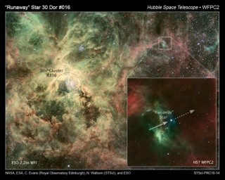 Hubble Catches Runaway Star:  A heavy runaway star is rushing away from a nearby stellar nursery at more than 250,000 miles an hour, a speed at which one could travel to our Moon and back in two hours. Tantalizing clues from three observatories, including the Hubble Space Telescope's Cosmic Origins Spectrograph (COS), and some old- fashioned detective work, suggest that the star may have traveled about 375 light-years from its suspected home, a giant star cluster called R136. Nestled in the core of 30 Doradus, R136 contains several stars topping 100 solar masses each. Also called the Tarantula Nebula, 30 Doradus is roughly 170,000 light-years from Earth.